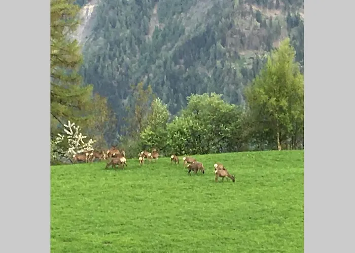 Idyllisches Inmitten Der Walliser Bergwelt Lejlighed Riederalp