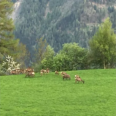 Idyllisches Inmitten Der Walliser Bergwelt Appartement Riederalp